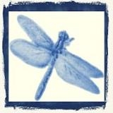 Blue Dragonfly Energy Wellness Centre