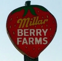 Millar Berry Farms