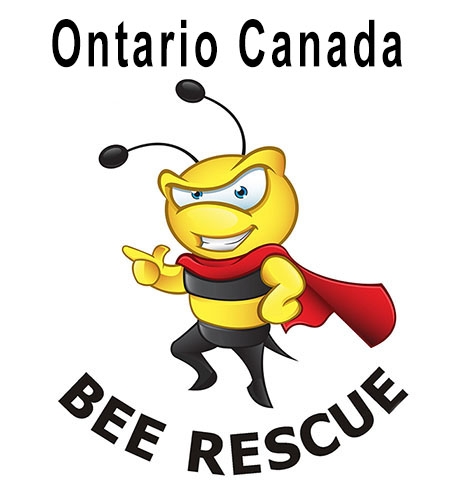Ontario Bee Rescue