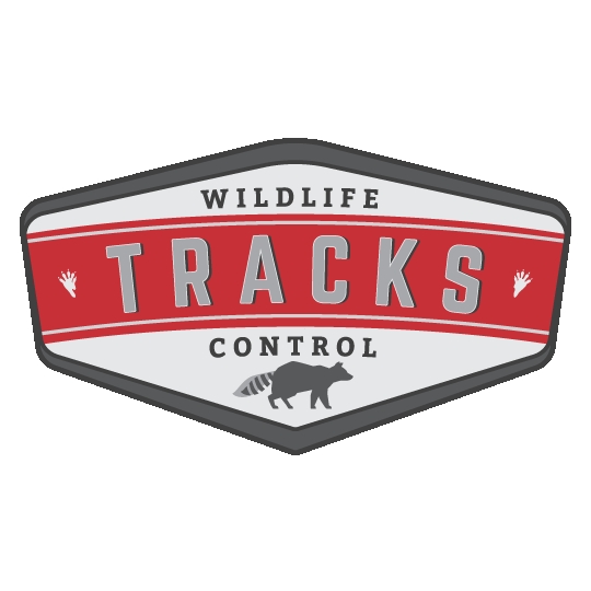Tracks Wildlife Control